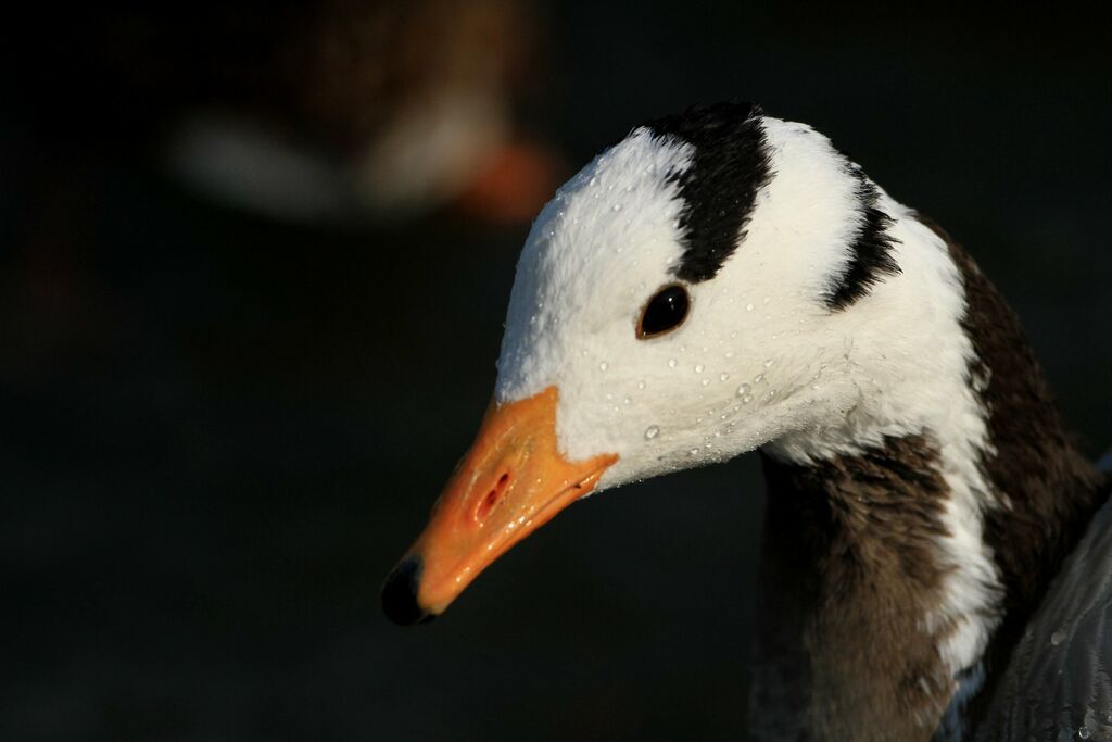 Bar-headed Goose