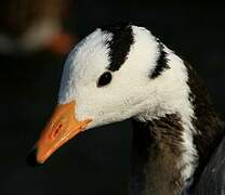 Bar-headed Goose