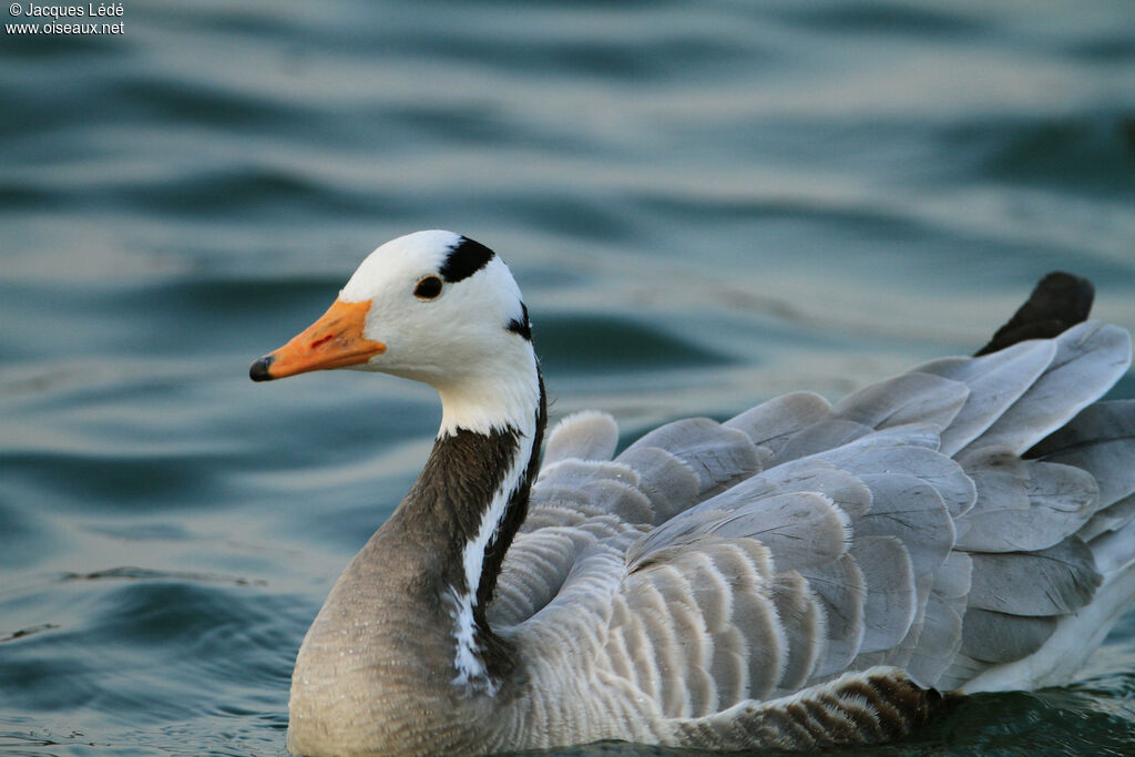 Bar-headed Goose