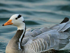 Bar-headed Goose