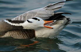 Bar-headed Goose