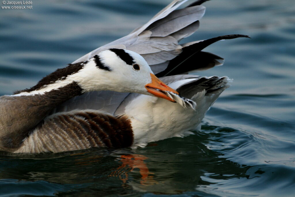 Bar-headed Goose