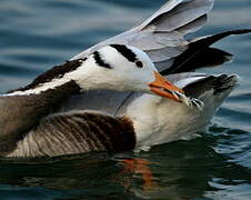 Bar-headed Goose