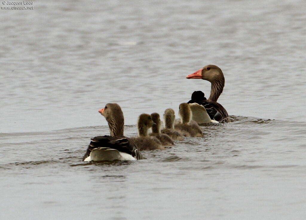 Greylag Goose