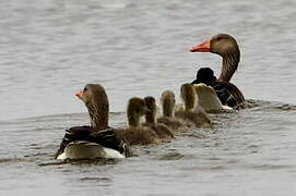 Greylag Goose