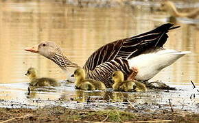 Greylag Goose