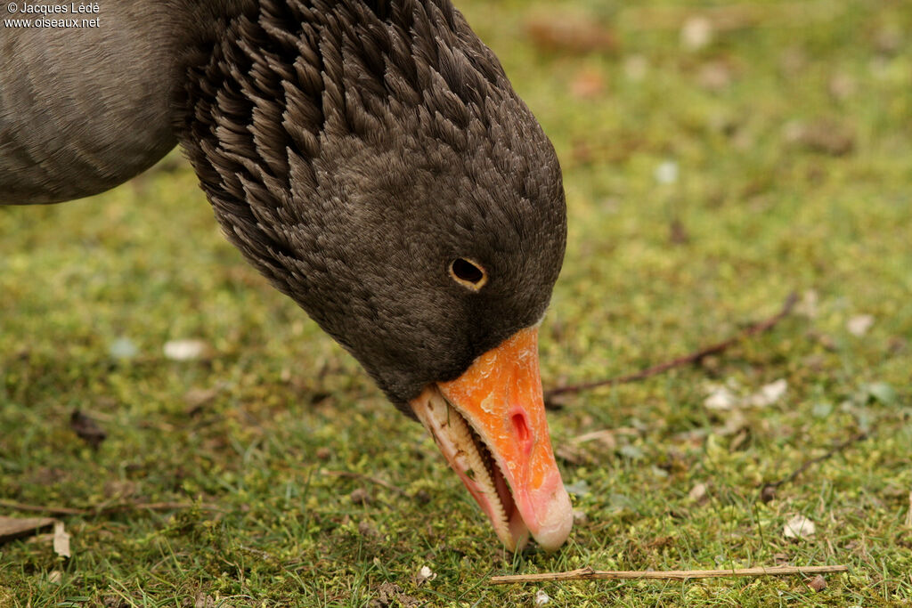 Greylag Goose