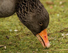 Greylag Goose