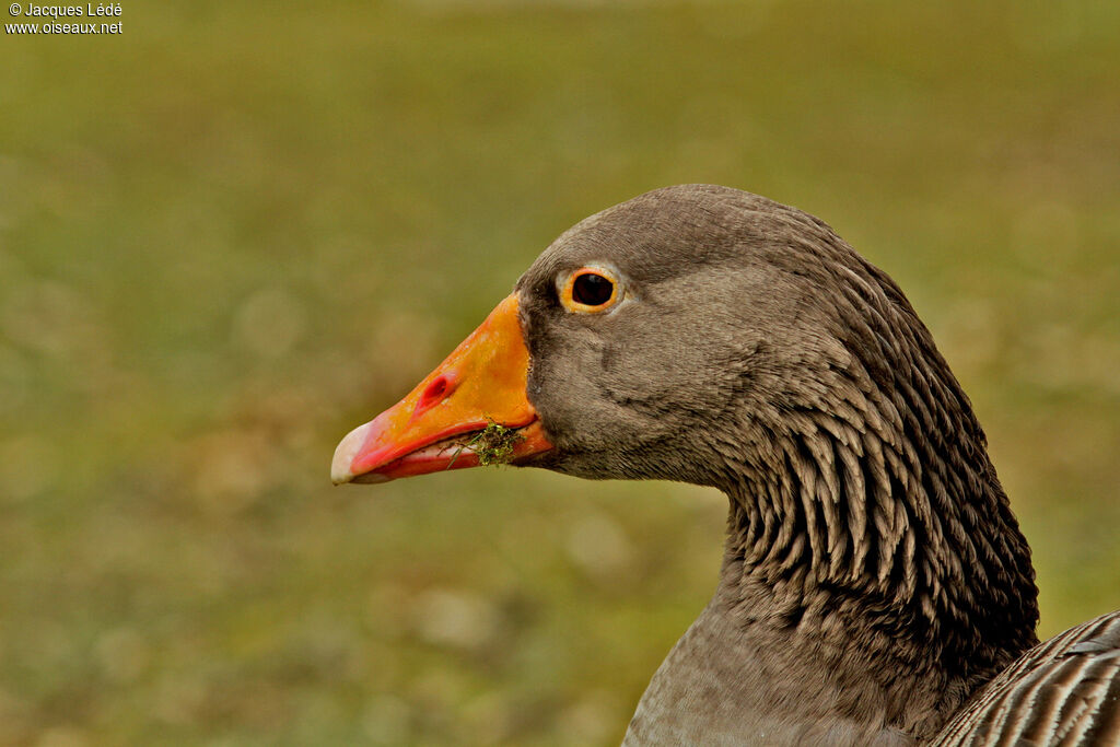 Greylag Goose