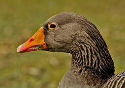 Greylag Goose