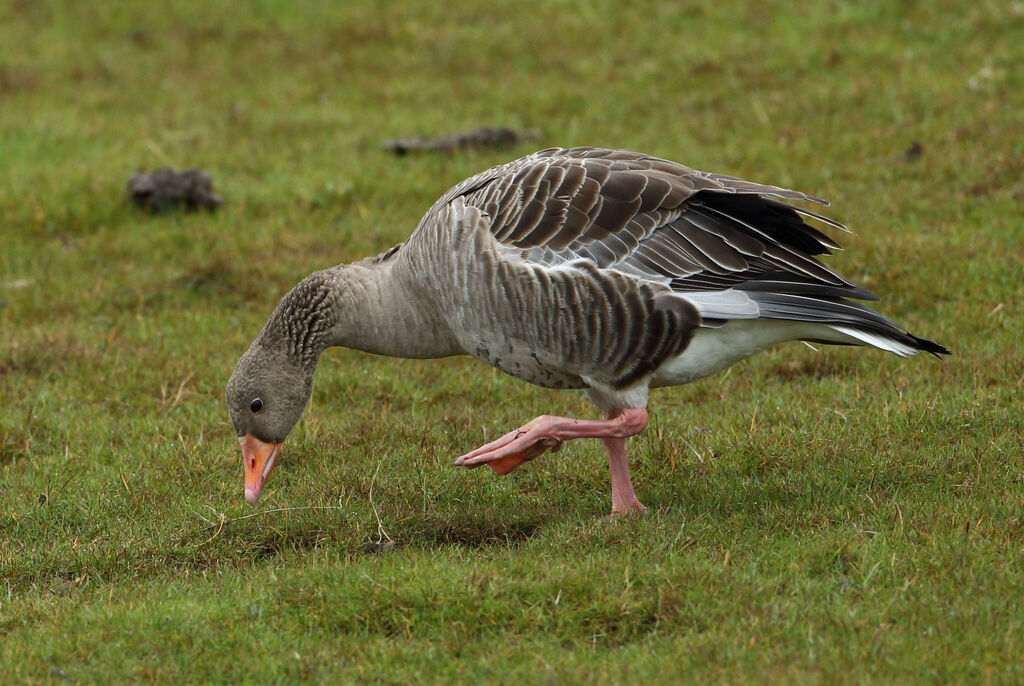 Greylag Goose