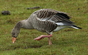 Greylag Goose