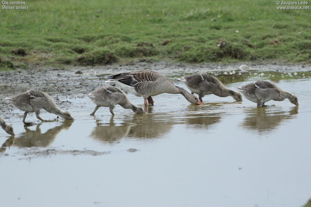 Greylag Goose