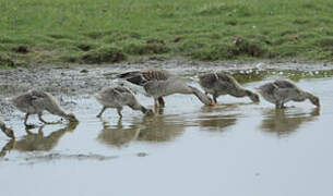 Greylag Goose