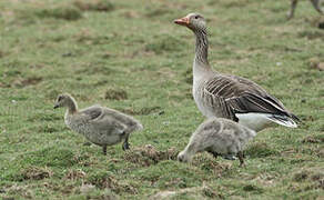 Greylag Goose