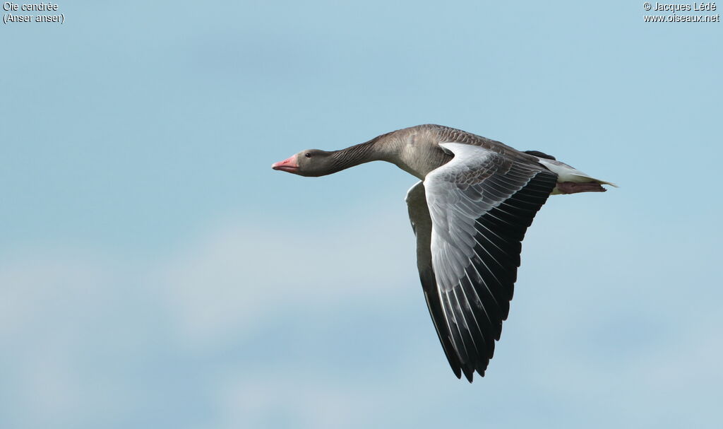 Greylag Goose