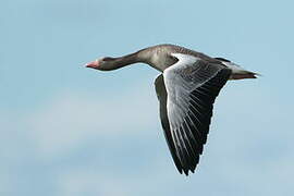 Greylag Goose