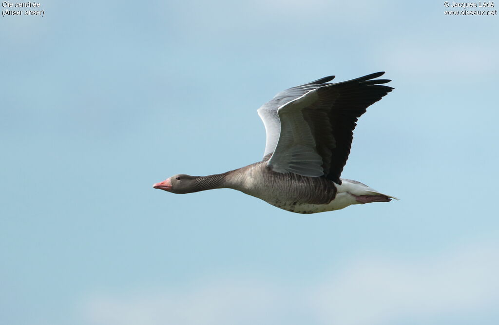 Greylag Goose