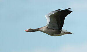 Greylag Goose