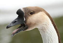 Swan Goose