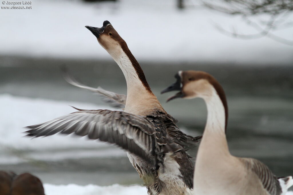 Swan Goose