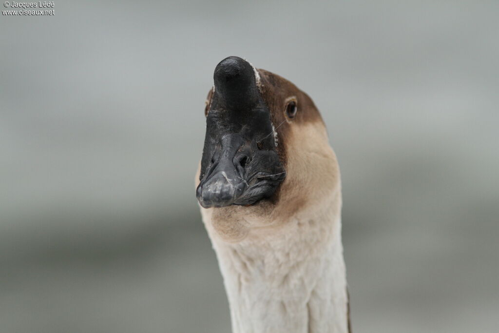 Swan Goose