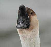 Swan Goose