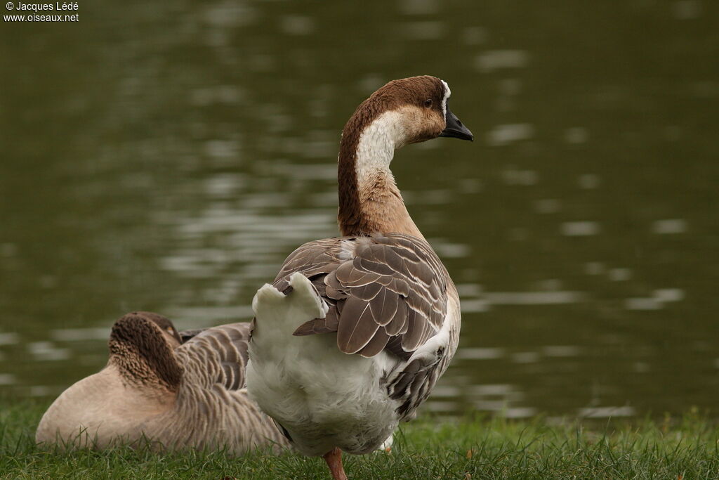 Swan Goose