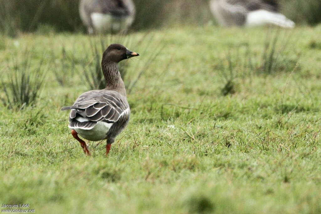 Oie de la toundraadulte, identification