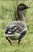 Tundra Bean Goose