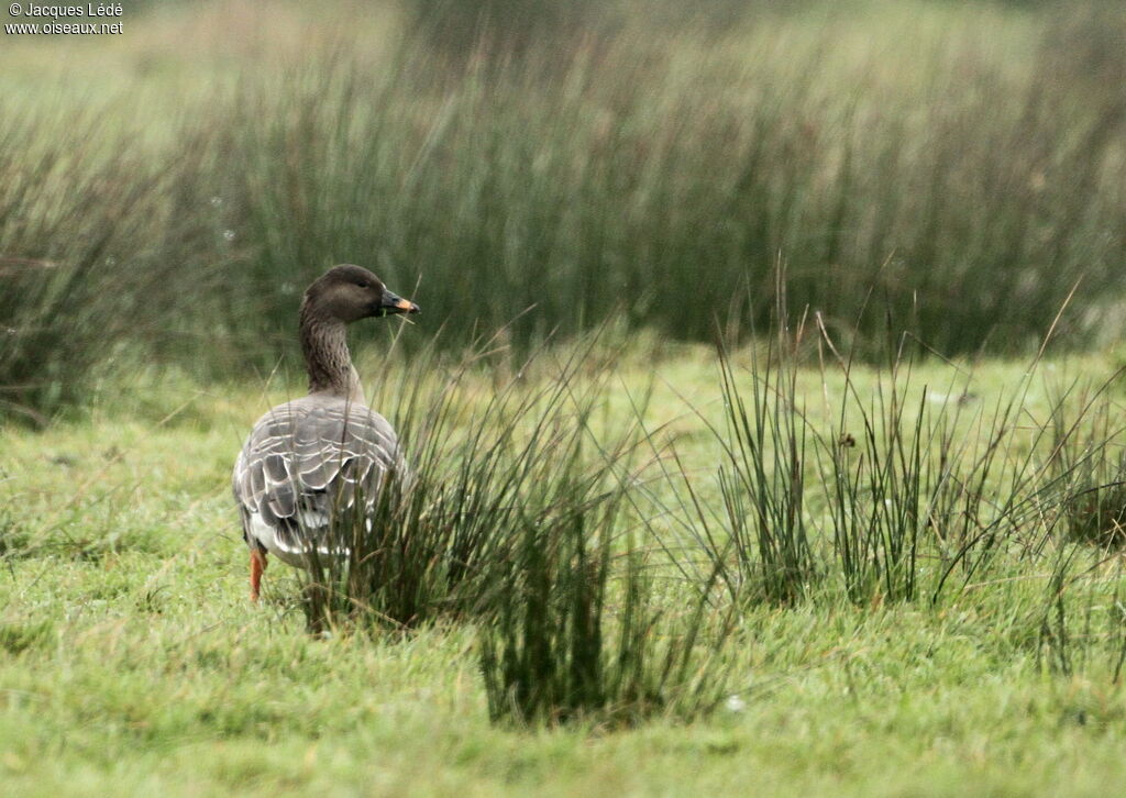 Tundra Bean Goose, habitat, pigmentation, eats