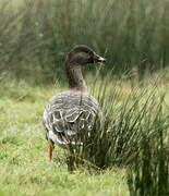 Tundra Bean Goose