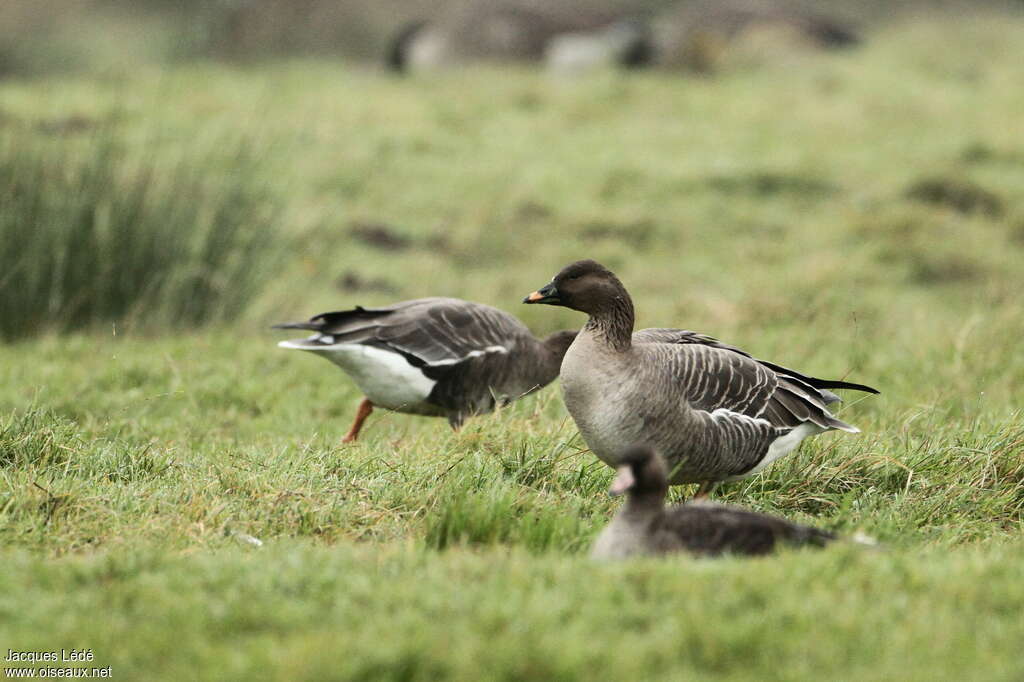 Tundra Bean Gooseadult, identification