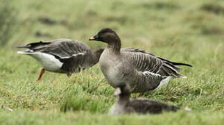 Tundra Bean Goose