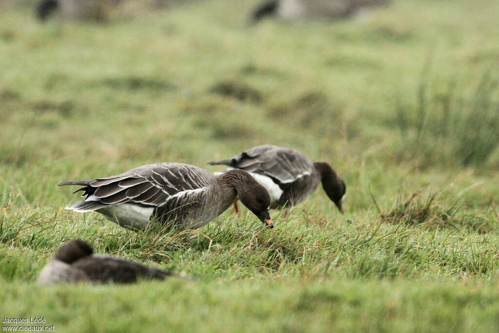 Oie de la toundraadulte, habitat, mange