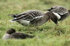 Tundra Bean Goose