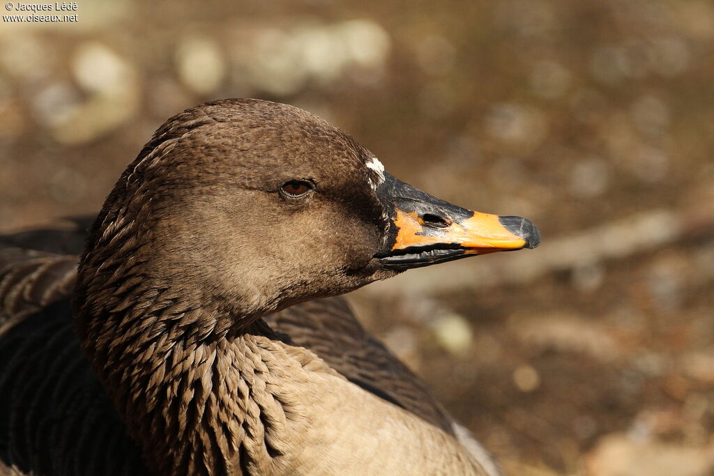 Taiga Bean Goose