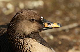 Taiga Bean Goose