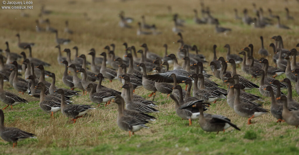 Taiga Bean Goose, habitat, Behaviour