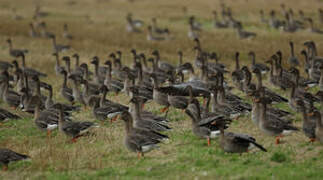 Taiga Bean Goose