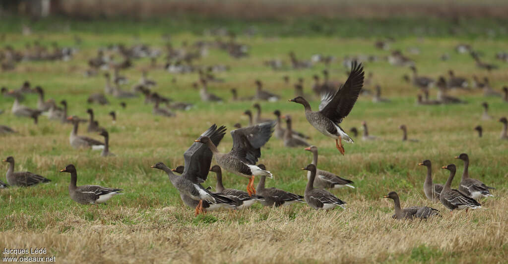 Oie des moissons, habitat, Comportement