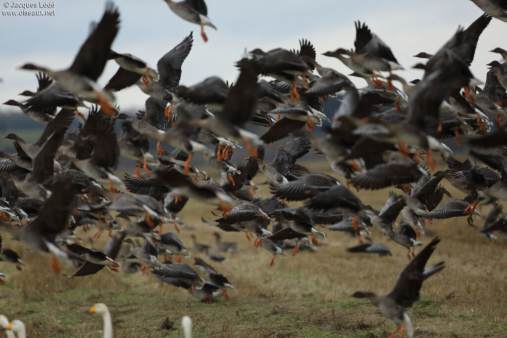 Taiga Bean Goose, Flight