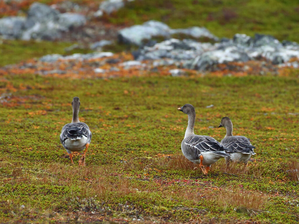 Taiga Bean Goose