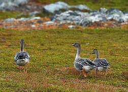 Taiga Bean Goose