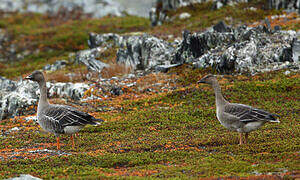 Taiga Bean Goose