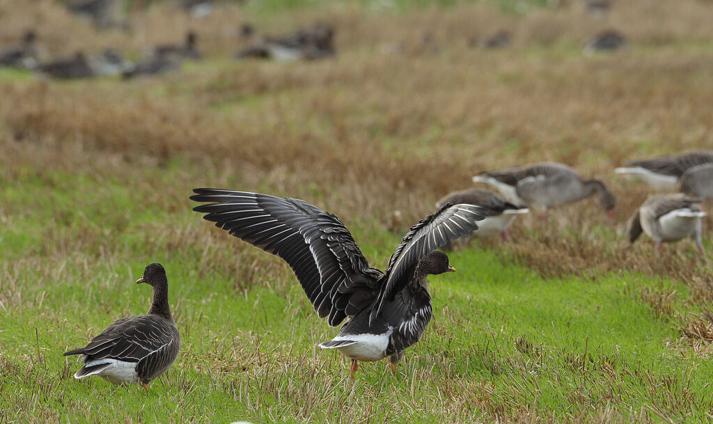 Taiga Bean Goose