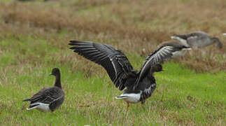 Taiga Bean Goose