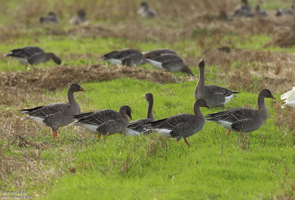 Oie des moissons, habitat, pigmentation, mange