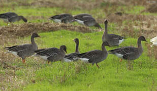 Taiga Bean Goose