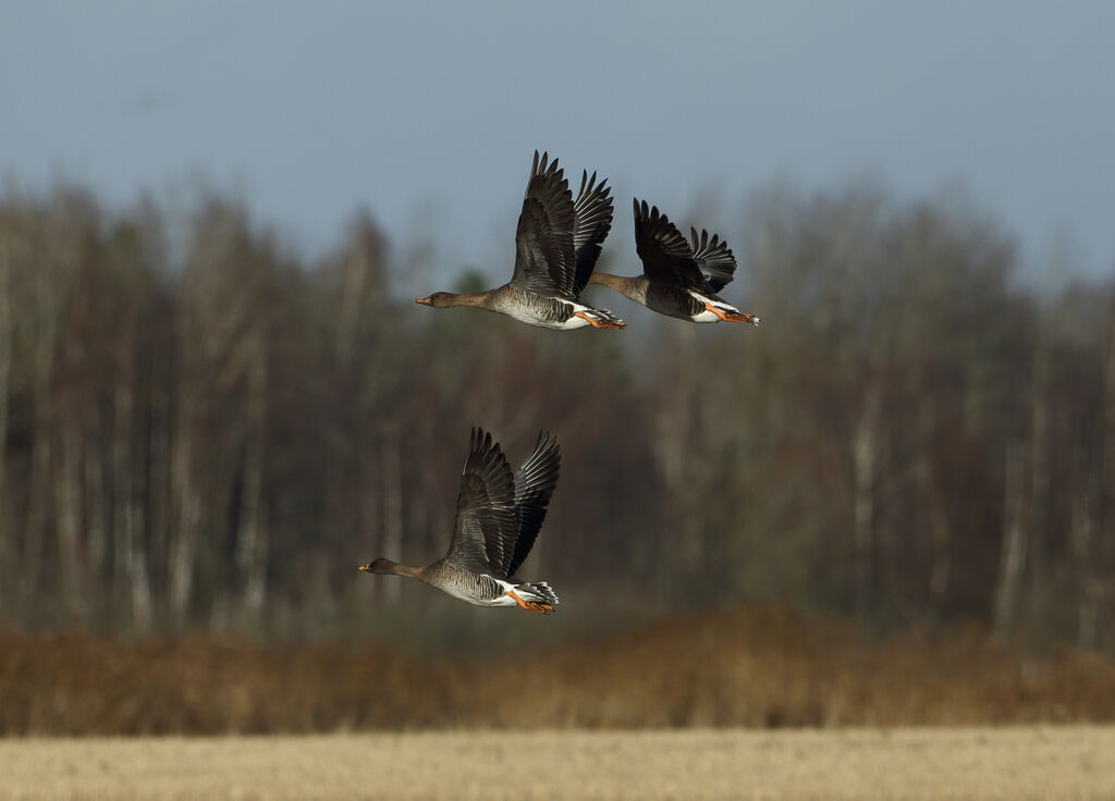 Taiga Bean Goose